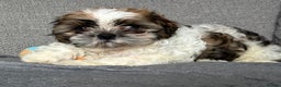 Shih Tzu dogs for stud: Shih Tzu FOR STUD ONLY - Advert 5