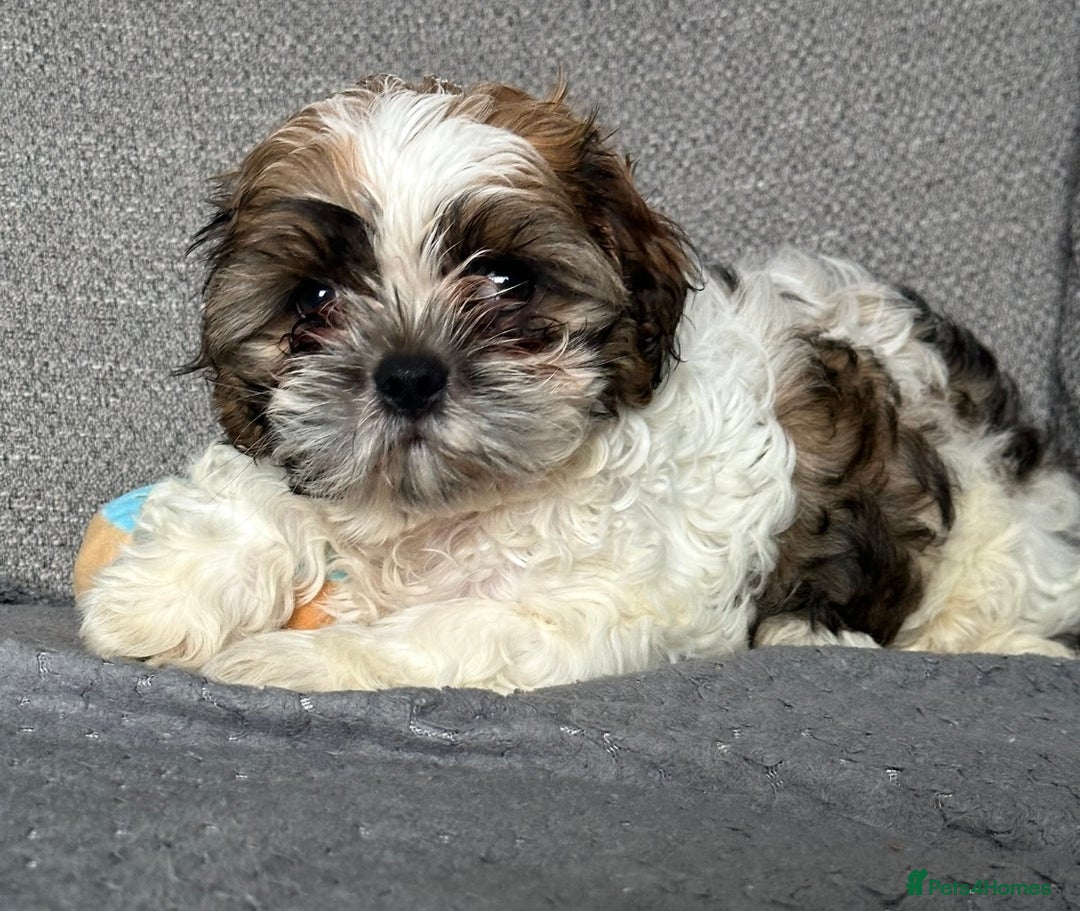Shih Tzu dogs for stud: Shih Tzu FOR STUD ONLY - Image 5