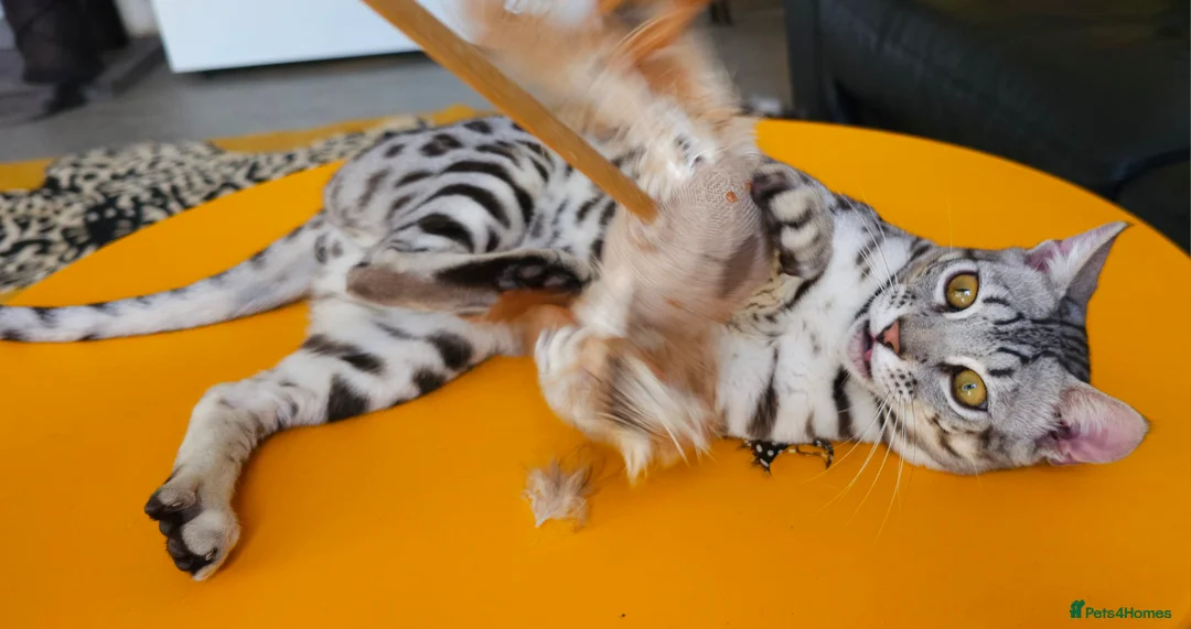 Bengal cats for sale: Exceptional Silver Rosetted Boy Available  - Advert 8