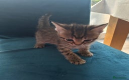 Domestic Shorthair cats for sale: Kittens looking for their forever home  - Image 22