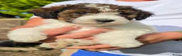 Standard Poodle dogs for sale: Parti Colour Fox Terrier x Standard Poodle Pups - Advert 15