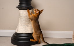 Abyssinian cats for sale: Premium Abyssinian kittens-TICA- Champion Pedigree - Image 2