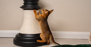 Abyssinian cats - Advert 1