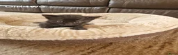 Domestic Shorthair cats for sale: 5  Beautiful Domestic Shorthair Tabby Kittens  - Advert 8