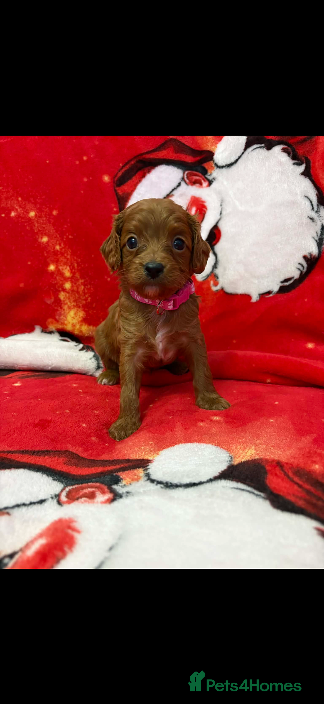 Cavapoo dogs for sale: F1 quality Cavapoos - Advert 2