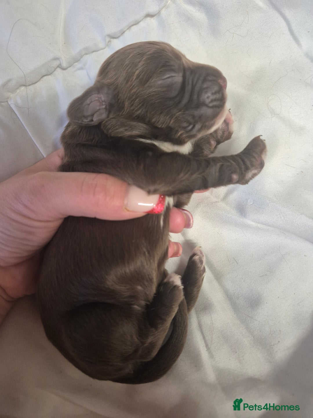 Cocker Spaniel dogs for sale: Stunning cocker spaniel pups - Advert 3