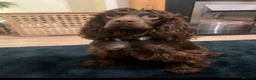 Cocker Spaniel dogs for sale: Beautiful Cocker Spaniel puppies  in Sheffield - Advert 19