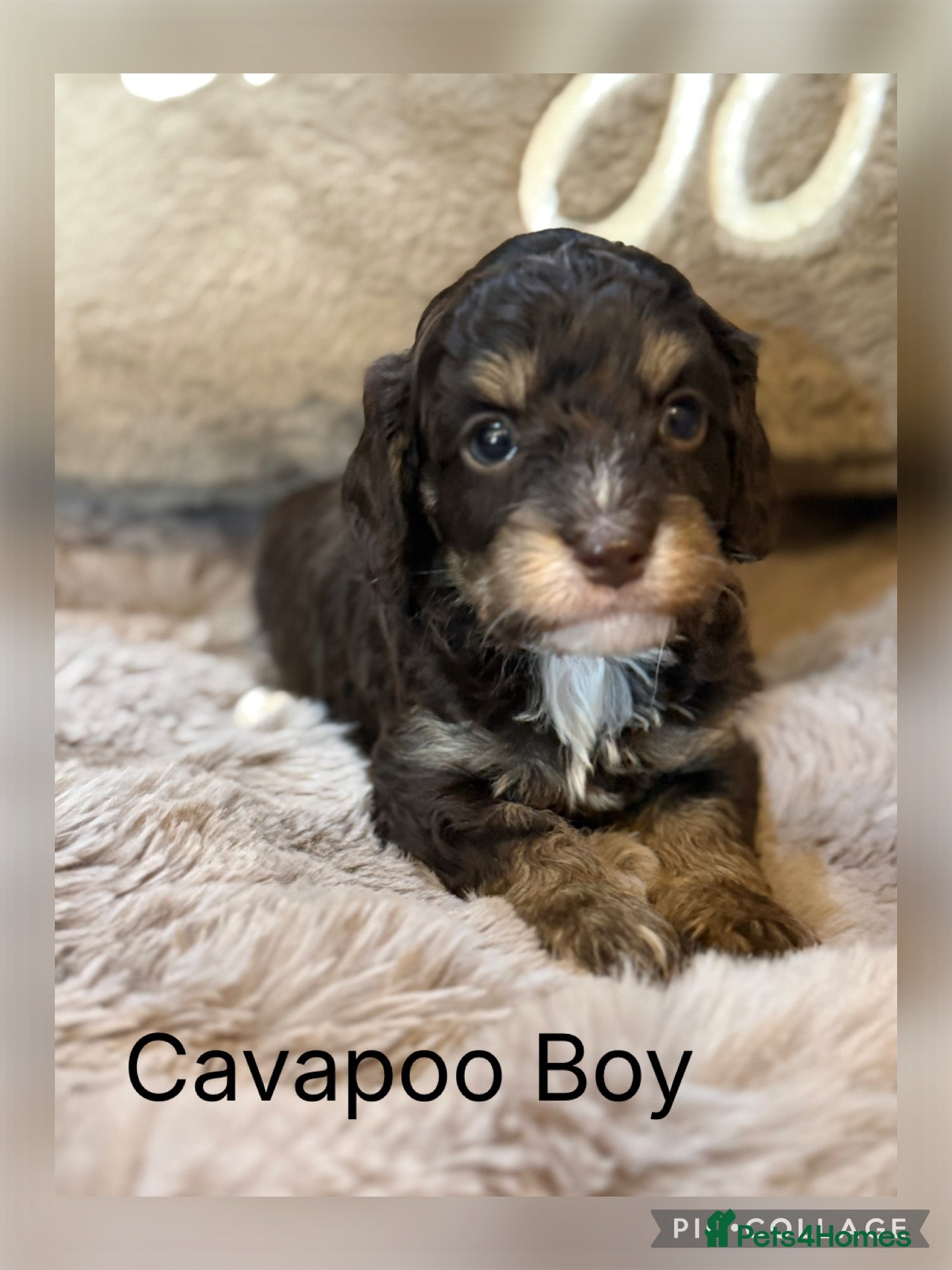Cavapoo dogs Stunning Choc & Tan Cavapoo Boy  - Advert 1