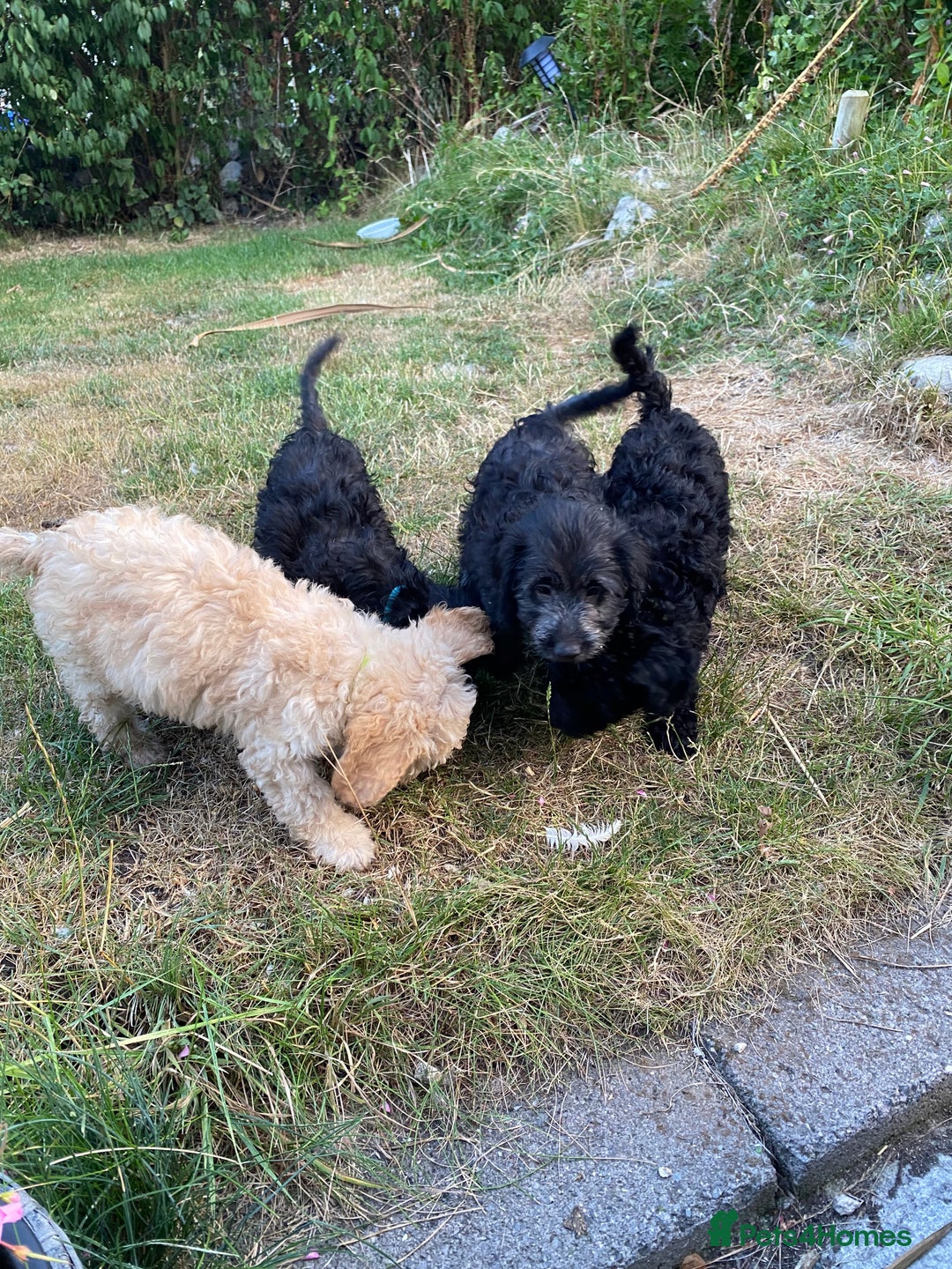 Sproodle dogs for sale: Sproodle puppies ready now - Image 1