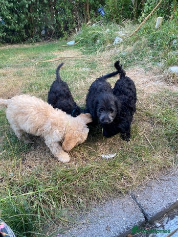 Sproodle dogs - Advert 3