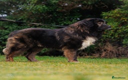 Caucasian Shepherd Dog dogs for stud: XL Caucasian Shepard ( stud) available  - Image 3