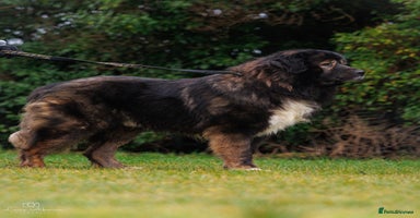 Caucasian Shepherd Dog dogs - Advert 9