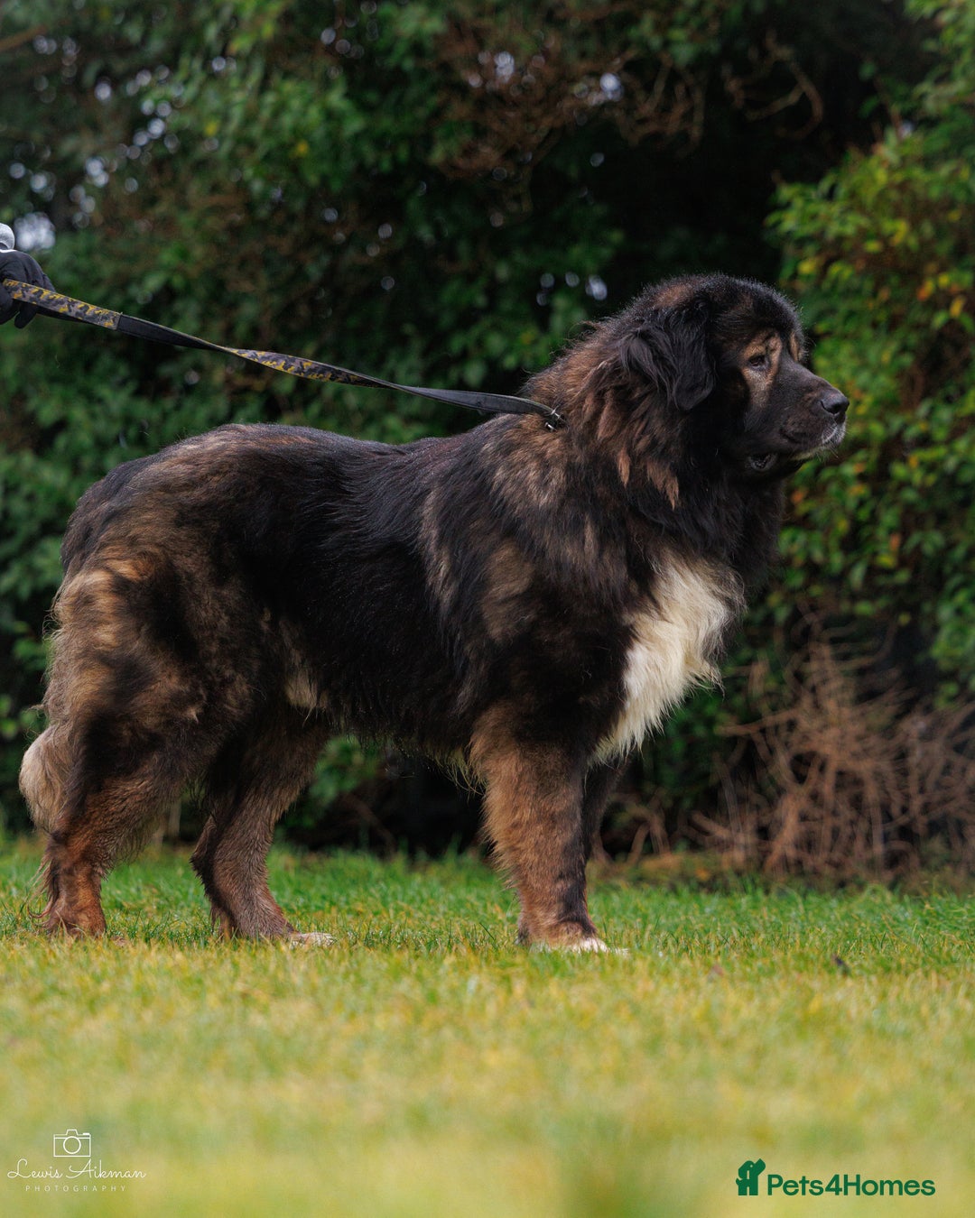Caucasian Shepherd Dog dogs for stud: XL Caucasian Shepard ( stud) available  - Image 3