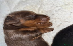 Miniature Dachshund dogs for sale: Miniature Dachshund Long haired puppies - Image 3