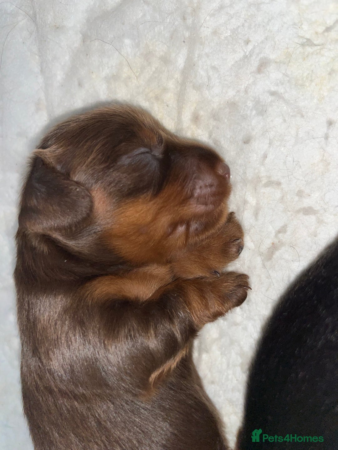 Miniature Dachshund dogs for sale: Miniature Dachshund Long haired puppies - Image 3