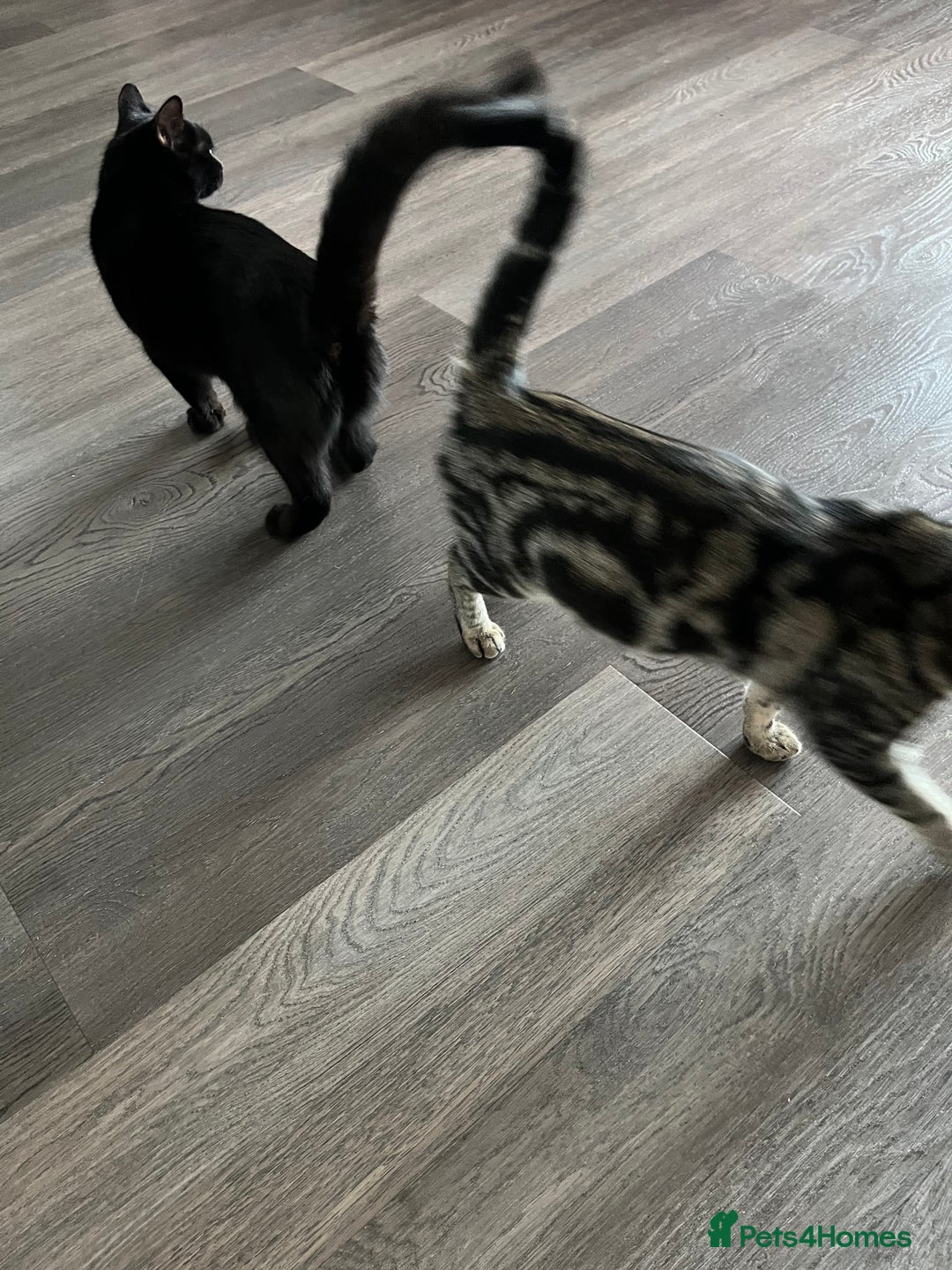 British Shorthair cats for sale: Bonded Sister Kittens for Rehoming - Advert 3