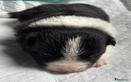 Border Collie dogs for sale:  Long Haired KC Reg Border Collie puppies for sale - Image 12