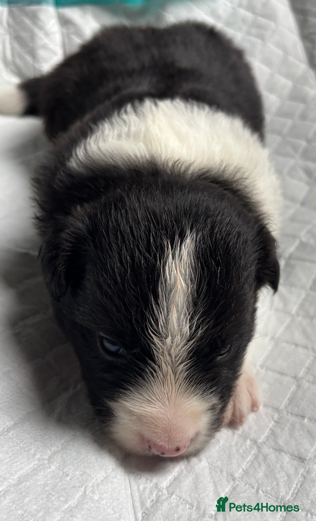 Border Collie dogs for sale:  Long Haired KC Reg Border Collie puppies for sale - Image 12