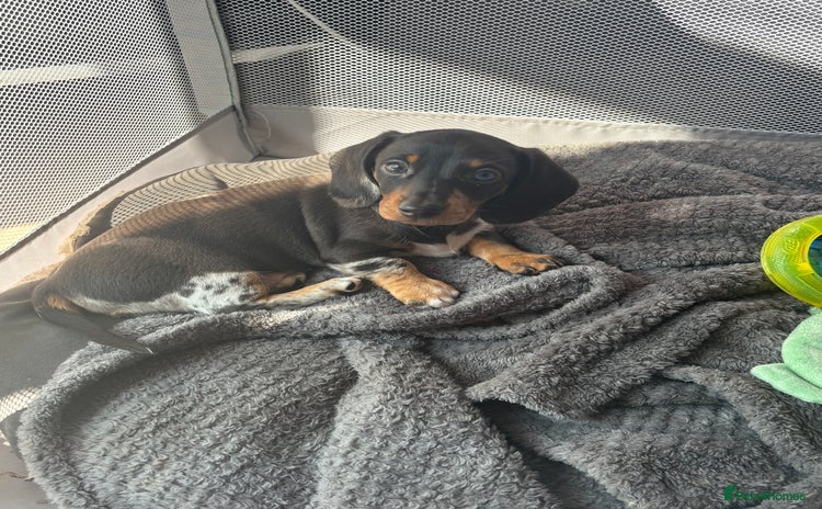 Miniature Dachshund dogs - Advert 4