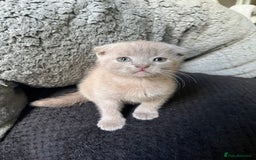 Scottish Fold cats for sale: Scottish fold kittens for sale  - Image 22