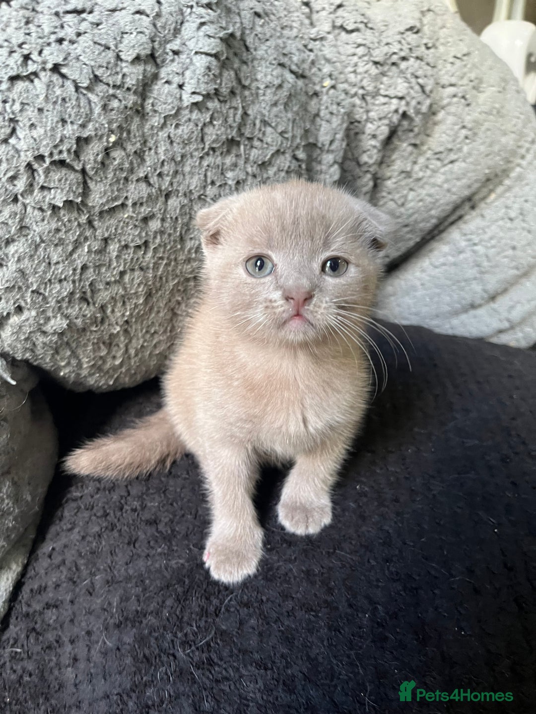 Scottish Fold cats for sale: Scottish fold kittens for sale  - Image 22