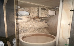 Gerbil rodents for sale: Gerbils for sale  - Image 2