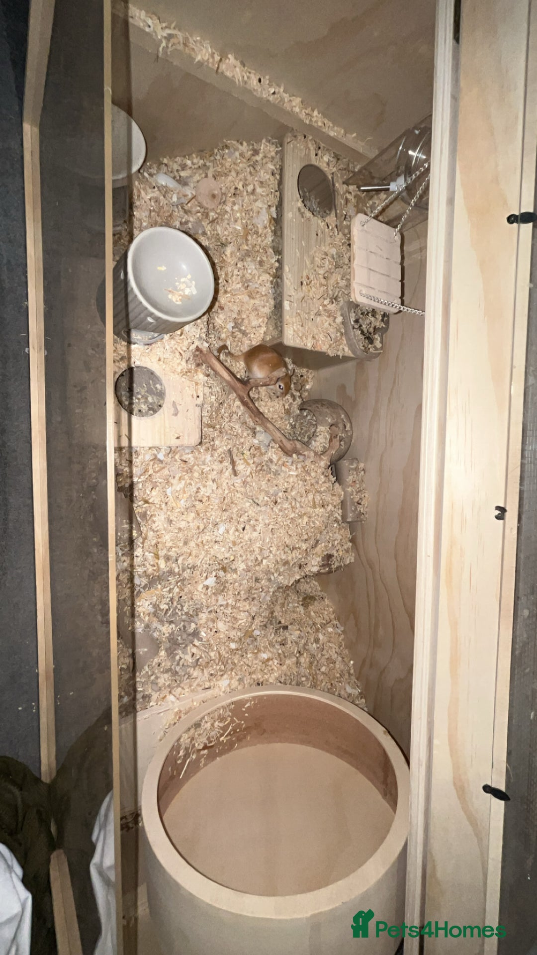 Gerbil rodents for sale: Gerbils for sale  - Image 2