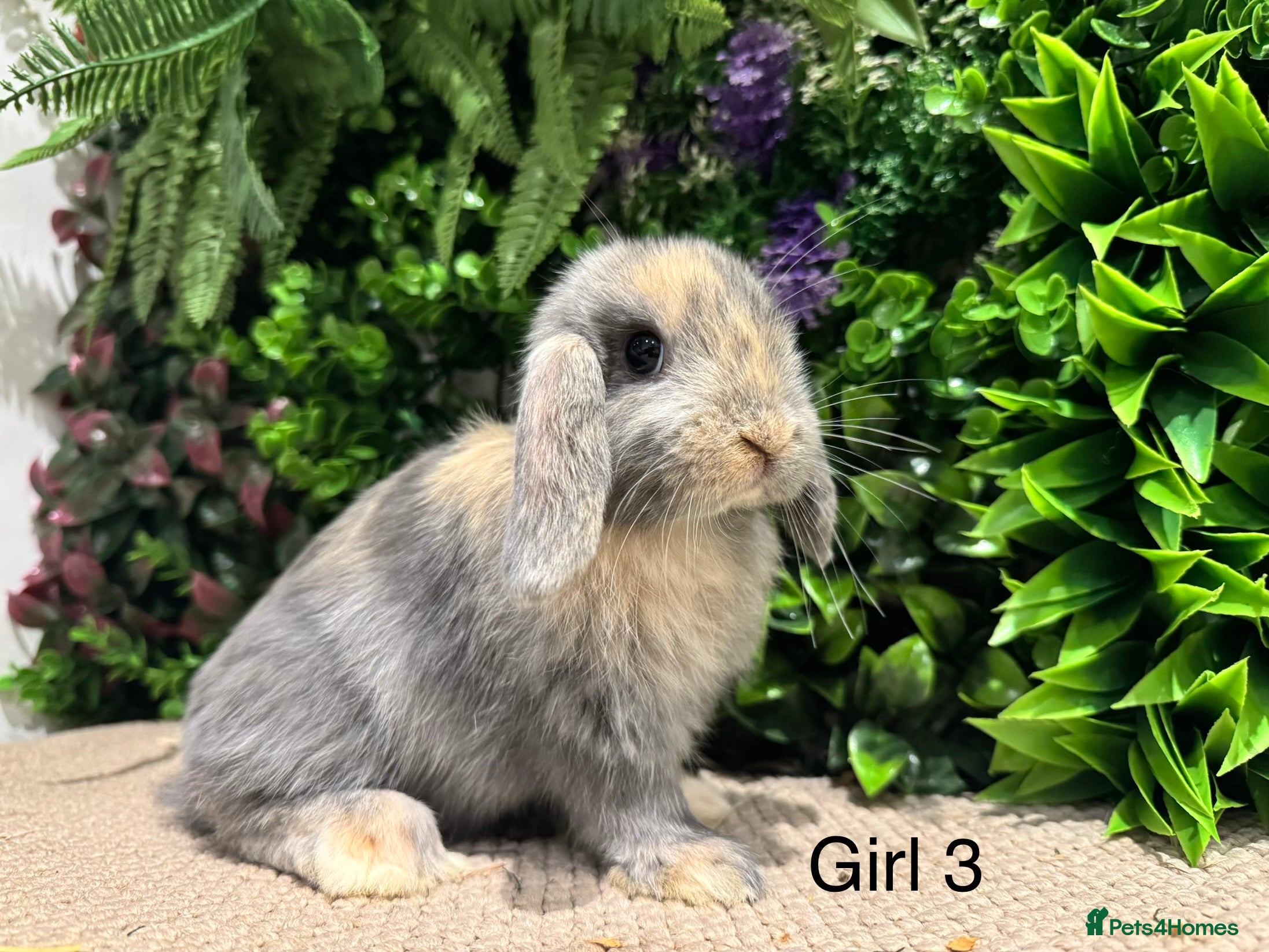 Mini Lop rabbits Mini lops now ready to go  - Advert 1