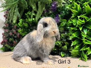 Mini Lop rabbits Mini lops now ready to go - Advert 1