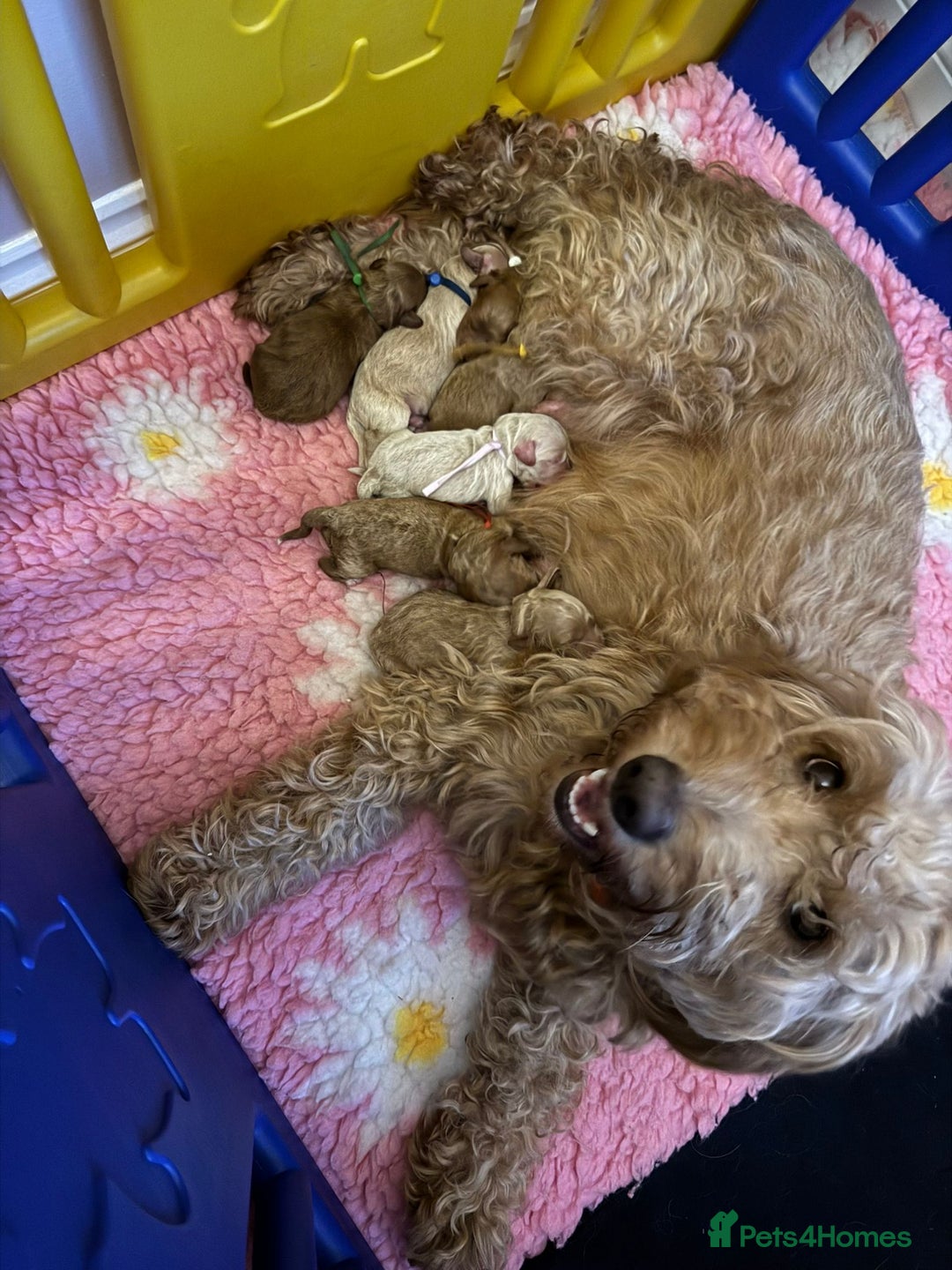 Goldendoodle dogs for sale: Beautiful Mini F1b goldendoodles family raised  - Advert 11