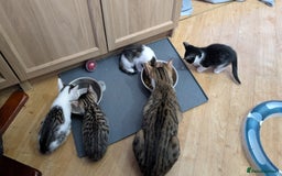 Mixed Breed cats for sale: Mixed breed kittens - available immediately  - Image 3