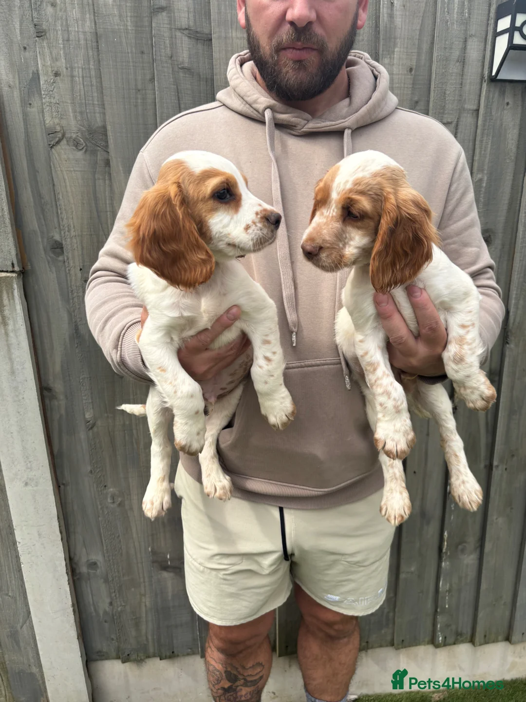 Cocker Spaniel dogs for sale: Last 2 boys  - Advert 3