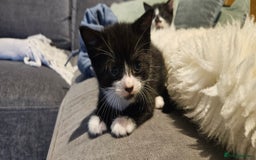 Domestic Shorthair cats for sale: 2 tuxedo kittens - Image 1