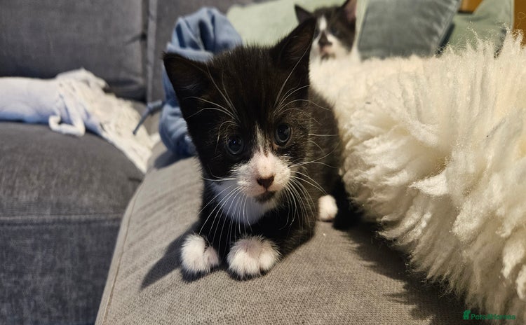 Domestic Shorthair cats - Advert 17