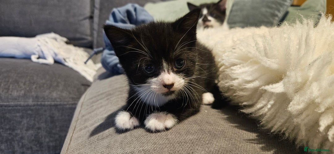 Domestic Shorthair cats for sale: 2 tuxedo kittens - Image 1