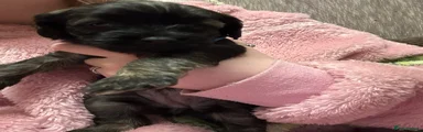 Puppy 6