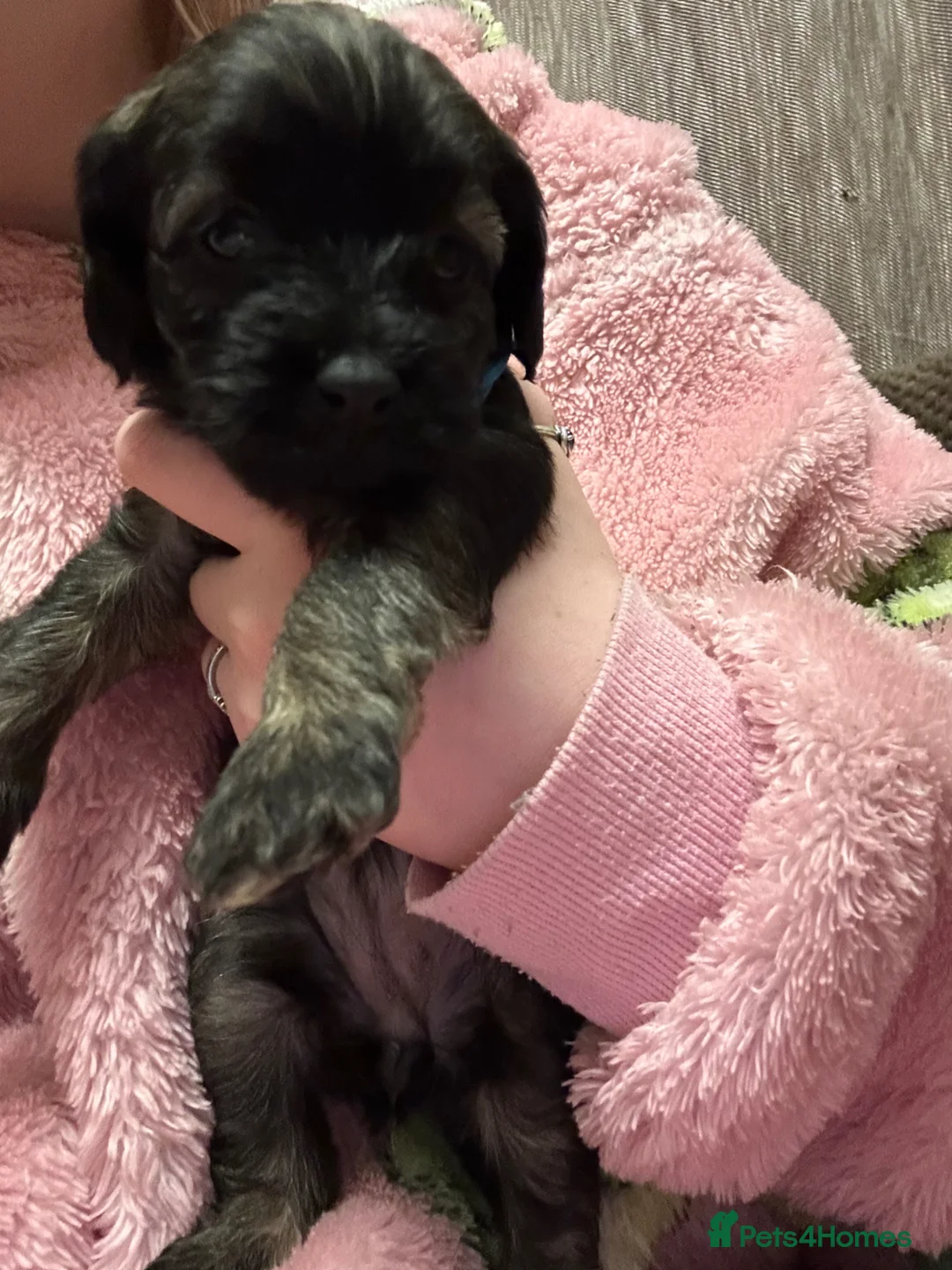 Mixed Breed dogs for sale: Mixed Cavapoo and cockapoo puppies ❤️ in Torquay - Advert 2