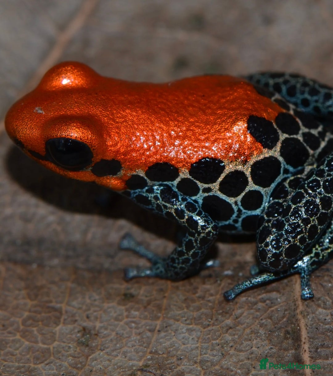 Frog reptiles for sale: Poison arrow frogs - fantastic frogs uk  - Image 18
