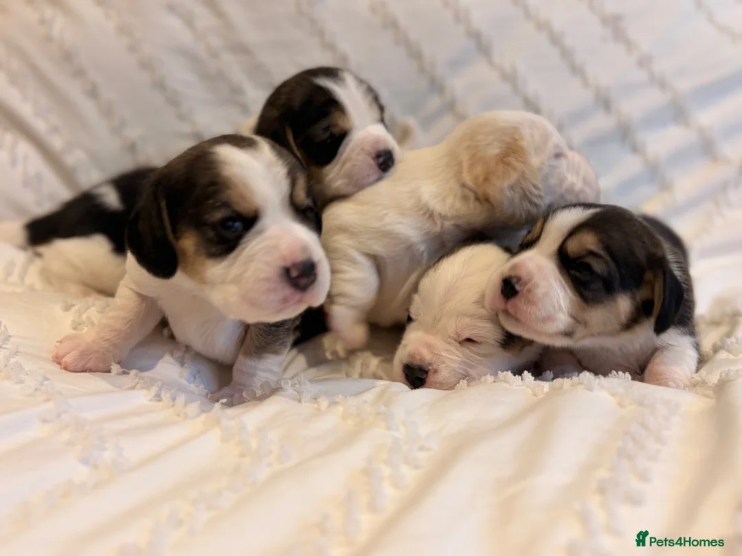 Beagle dogs for sale: KC reg beagle puppies.  - Advert 5