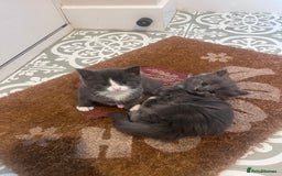 Mixed Breed cats for sale: Kittens Grey and Black - Image 10