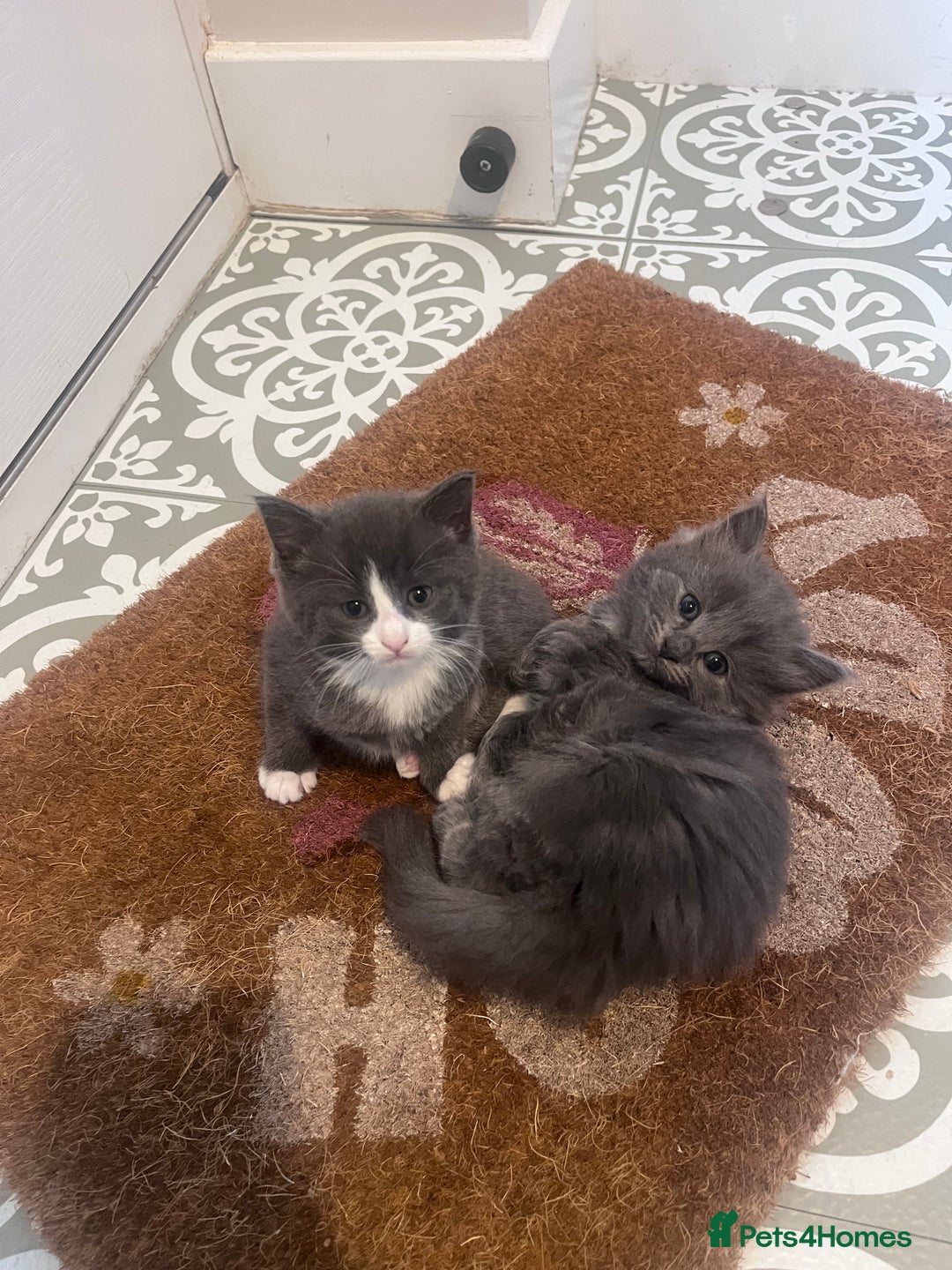 Mixed Breed cats for sale: Kittens Grey and Black - Image 10