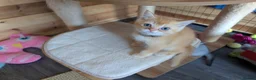 Scottish Fold cats for sale: ⭐ Ready Now Scottish straight kittens  ⭐ - Advert 21