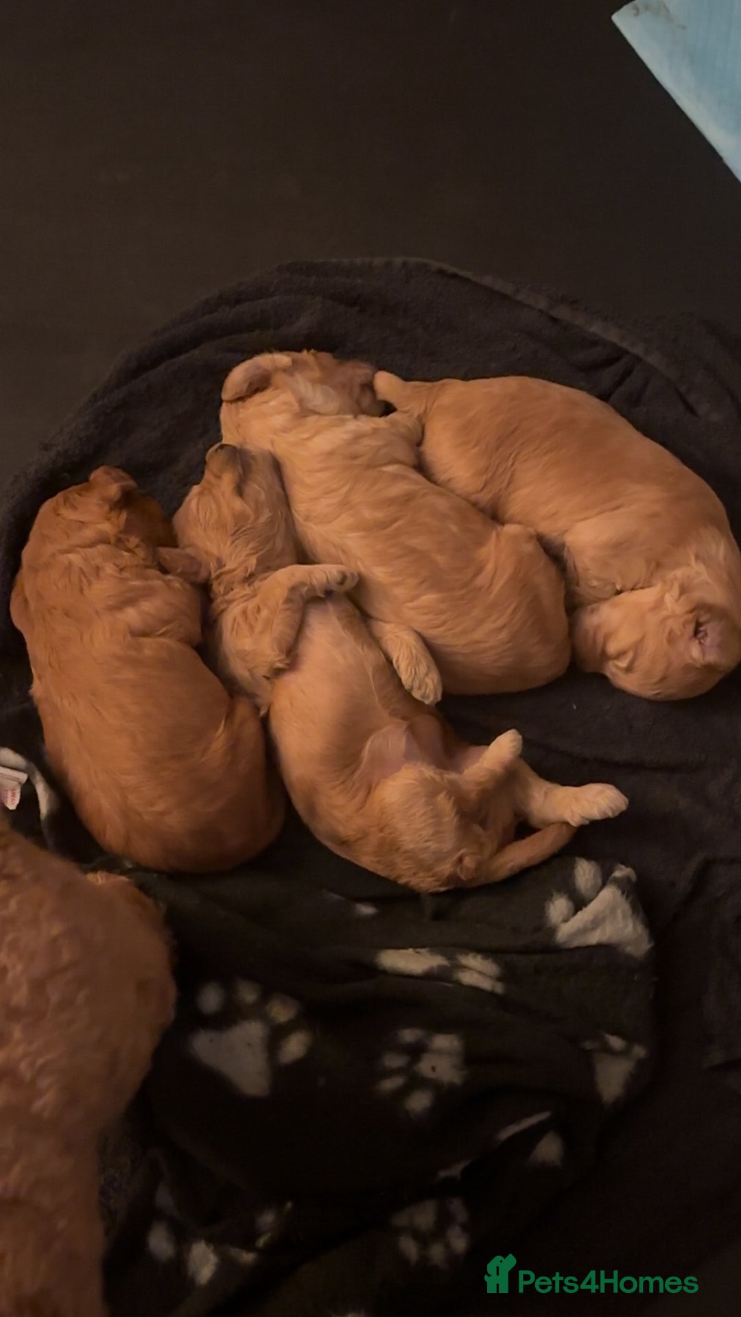 Cockapoo dogs for sale: Beautiful tiny cockapoos!  - Image 12