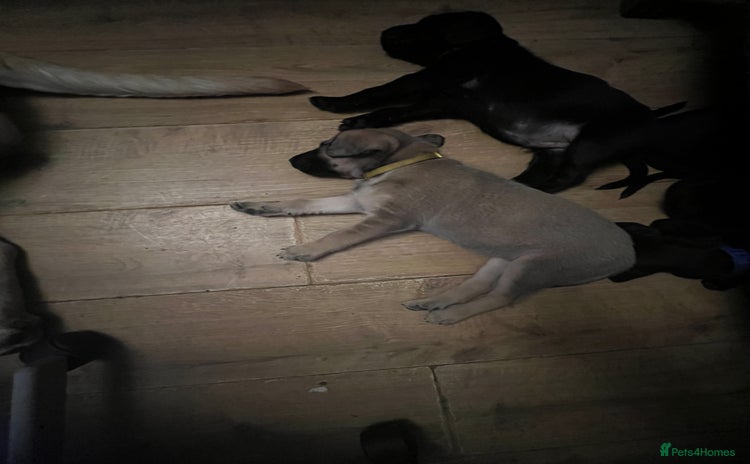Mixed Breed dogs - Advert 3