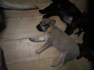 Mixed Breed dogs - Advert 29