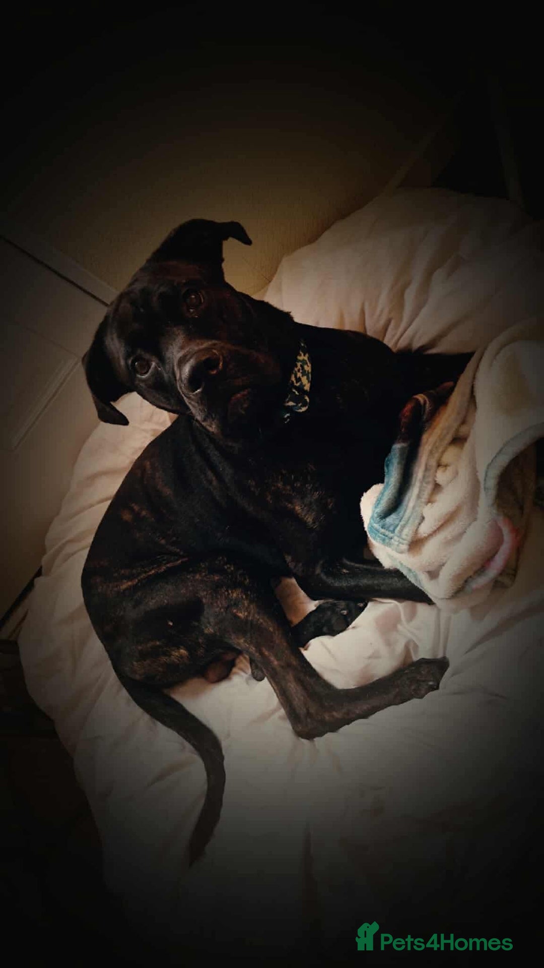 Mixed Breed dogs for sale: Meet chase - Image 3