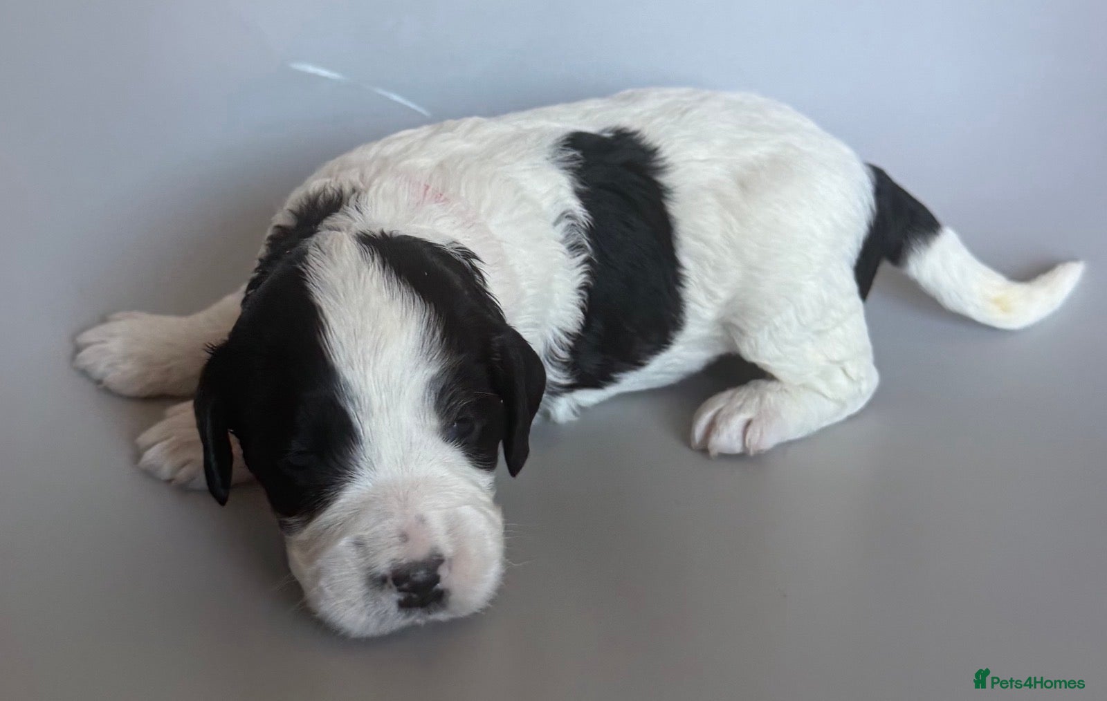 Mixed Breed dogs for sale: Beautiful Cocker Spaniel Mix Puppies for sale - Advert 1