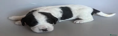 Mixed Breed Puppy 3