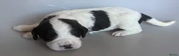 Mixed Breed dogs for sale: Beautiful Cocker Spaniel Mix Puppies for sale - Advert 1