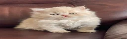 British Shorthair cats for sale: British Shorthair and British Longhair kittens - Advert 9